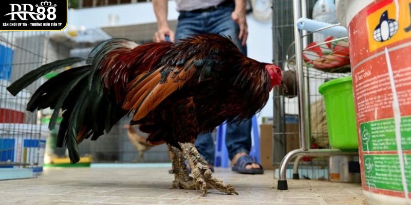 ga-vay-rong-la-giong-ga-choi-thien-chien